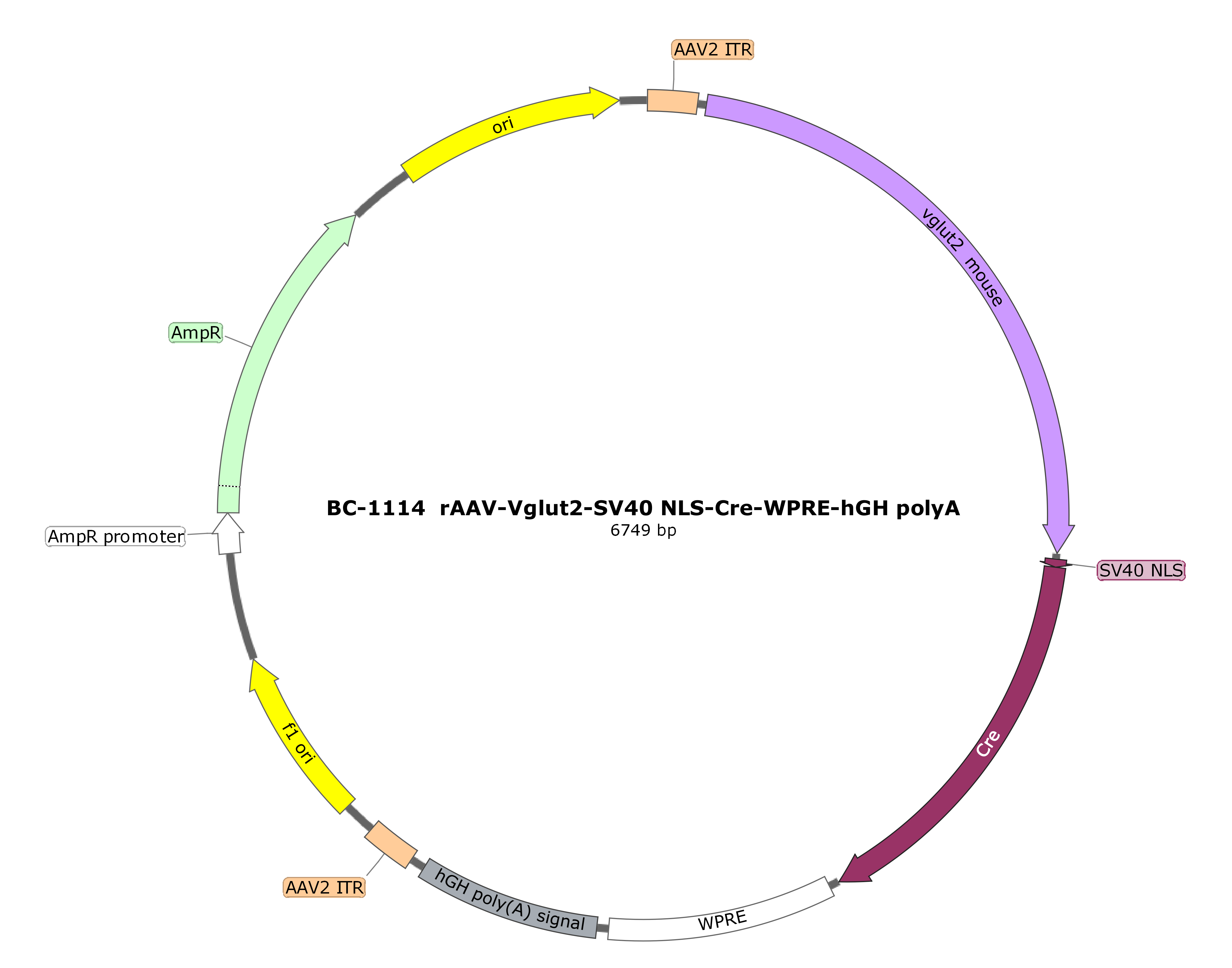 rAAV-Vglut2-SV40 NLS-Cre