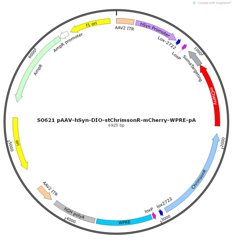 AAV2/9-hSyn-DIO-stChrimsonR-mCherry-WPRE-pA