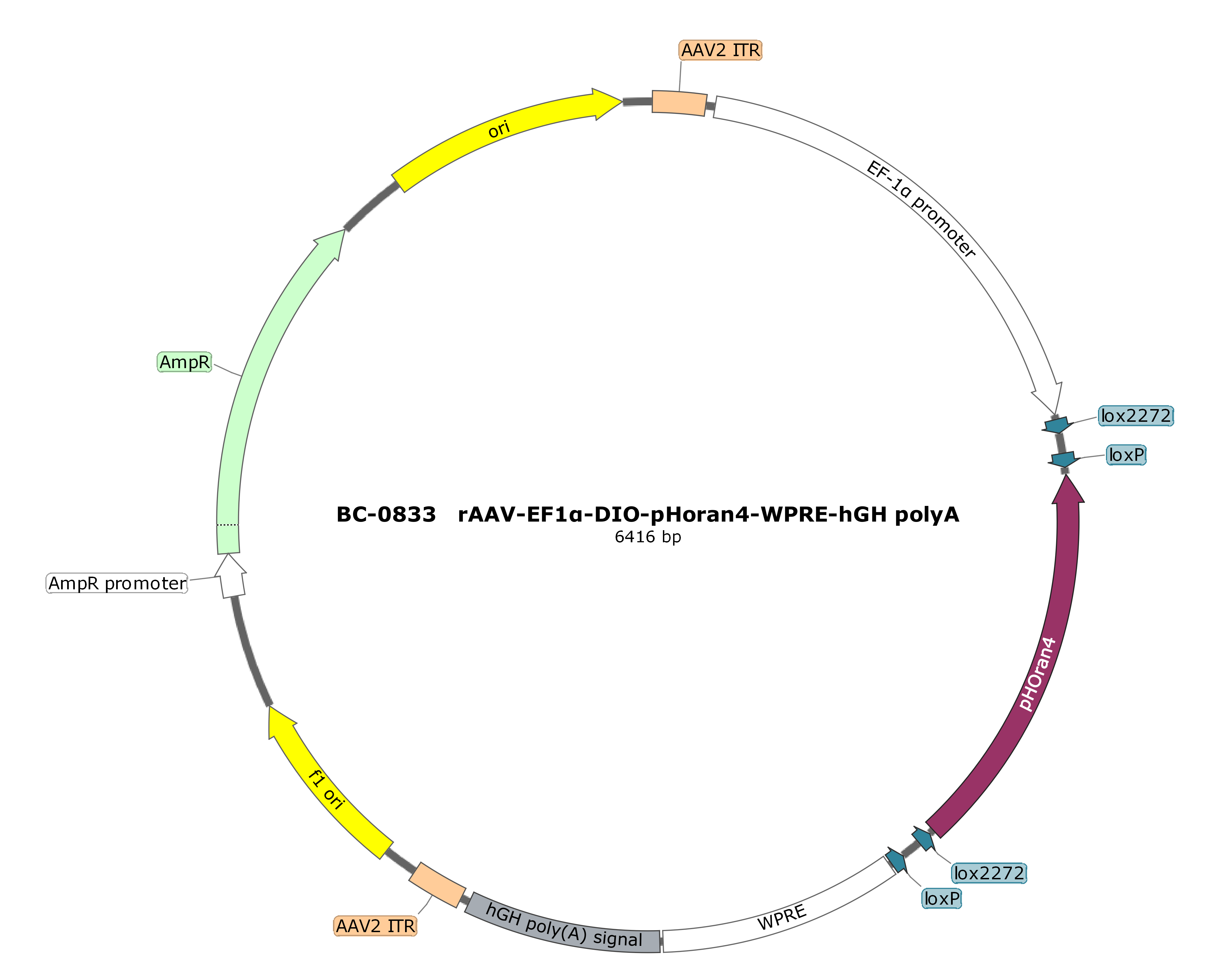 rAAV-EF1α-DIO-pHoran4