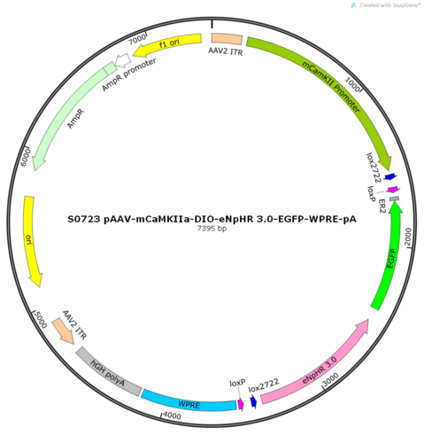 AAV2/9-mCaMKIIa-DIO-eNpHR 3.0-EGFP-WPRE-pA