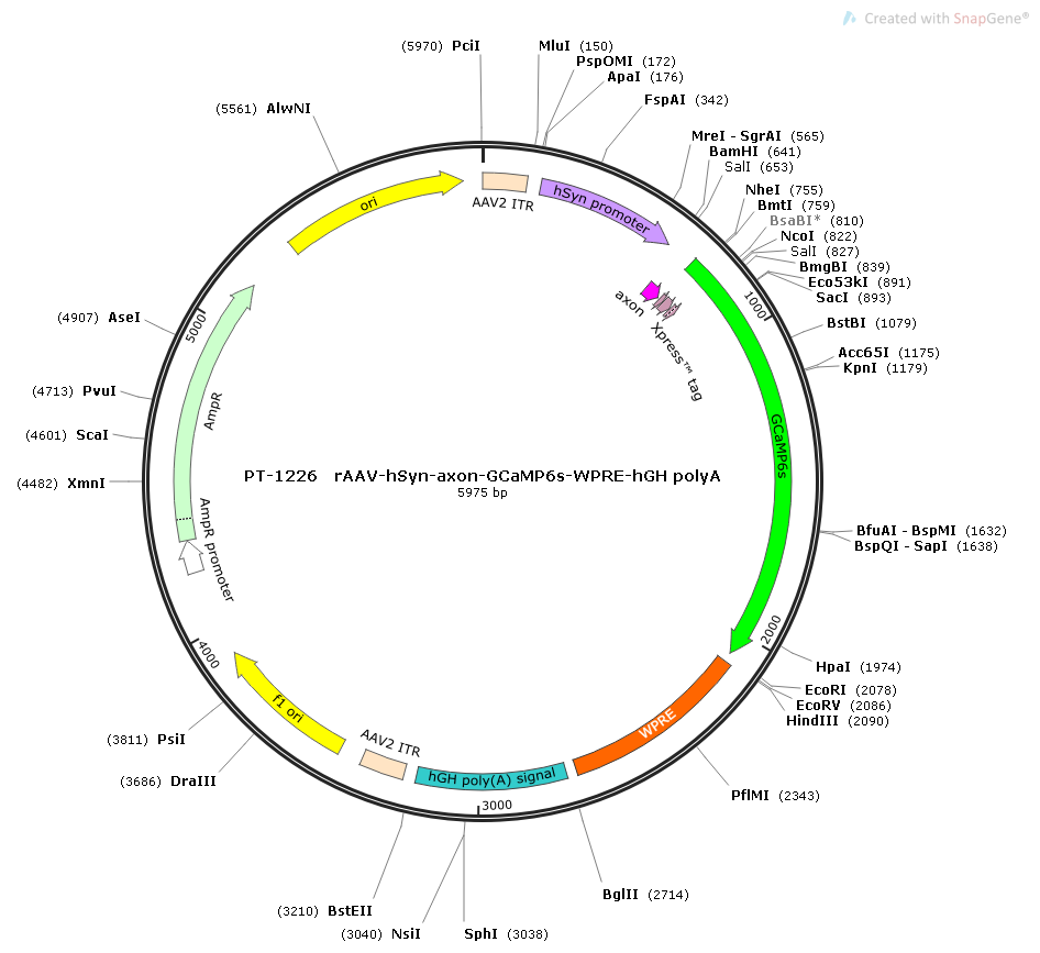 rAAV-hSyn-axon-GCaMP6s-WPRE-hGH polyA