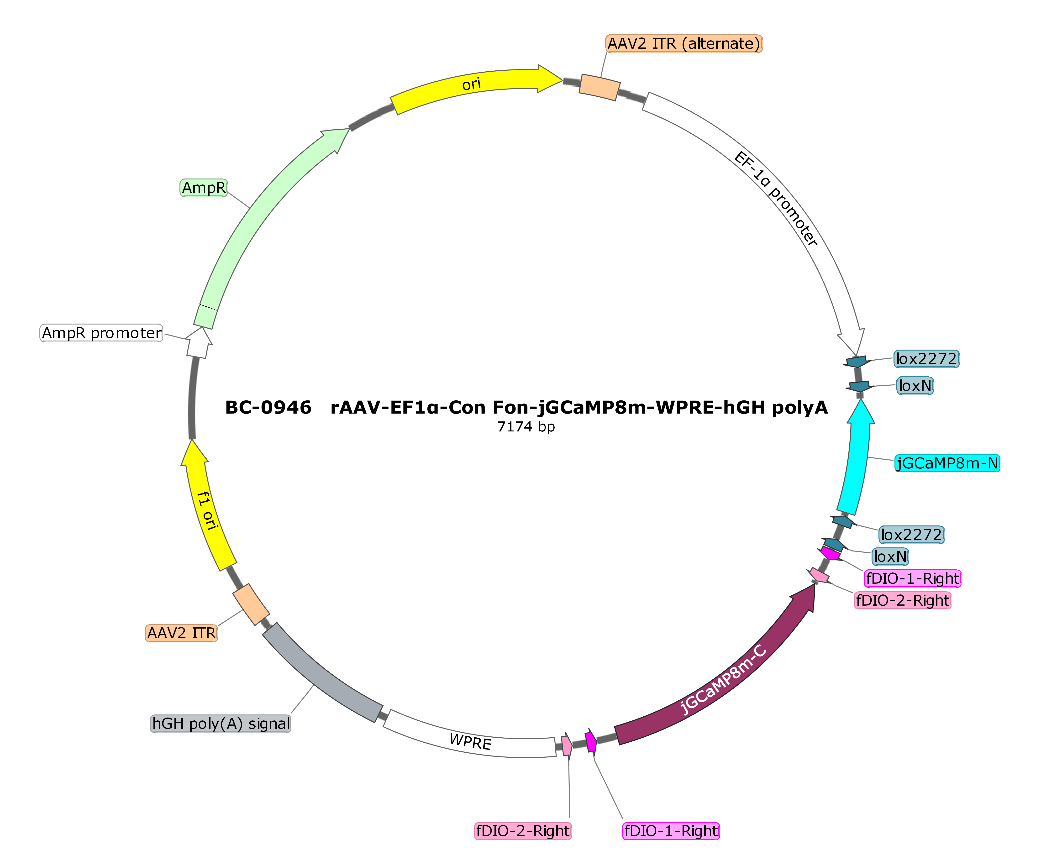 rAAV-EF1α-Con Fon-jGCaMP8m