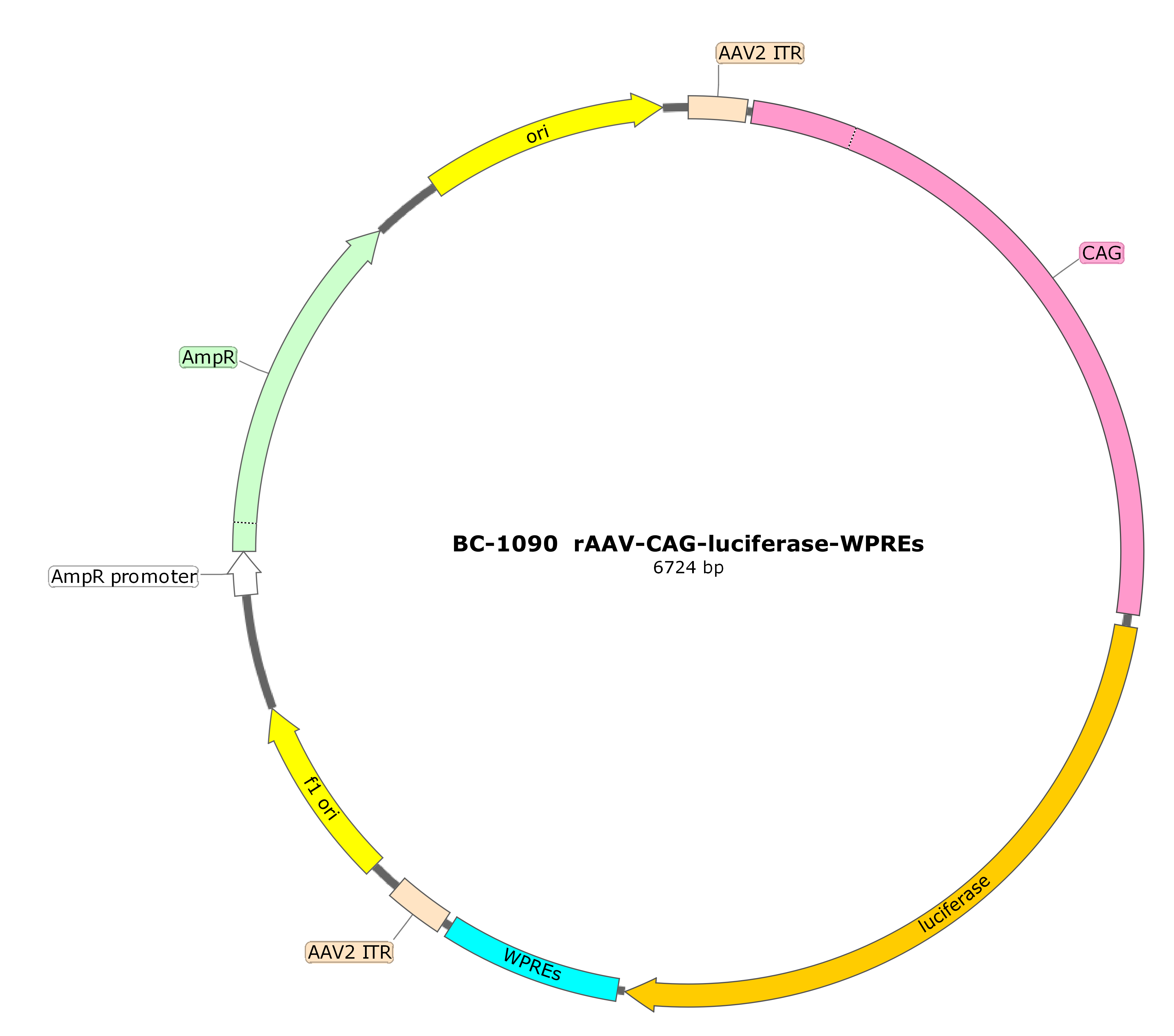 rAAV-CAG-Luciferase
