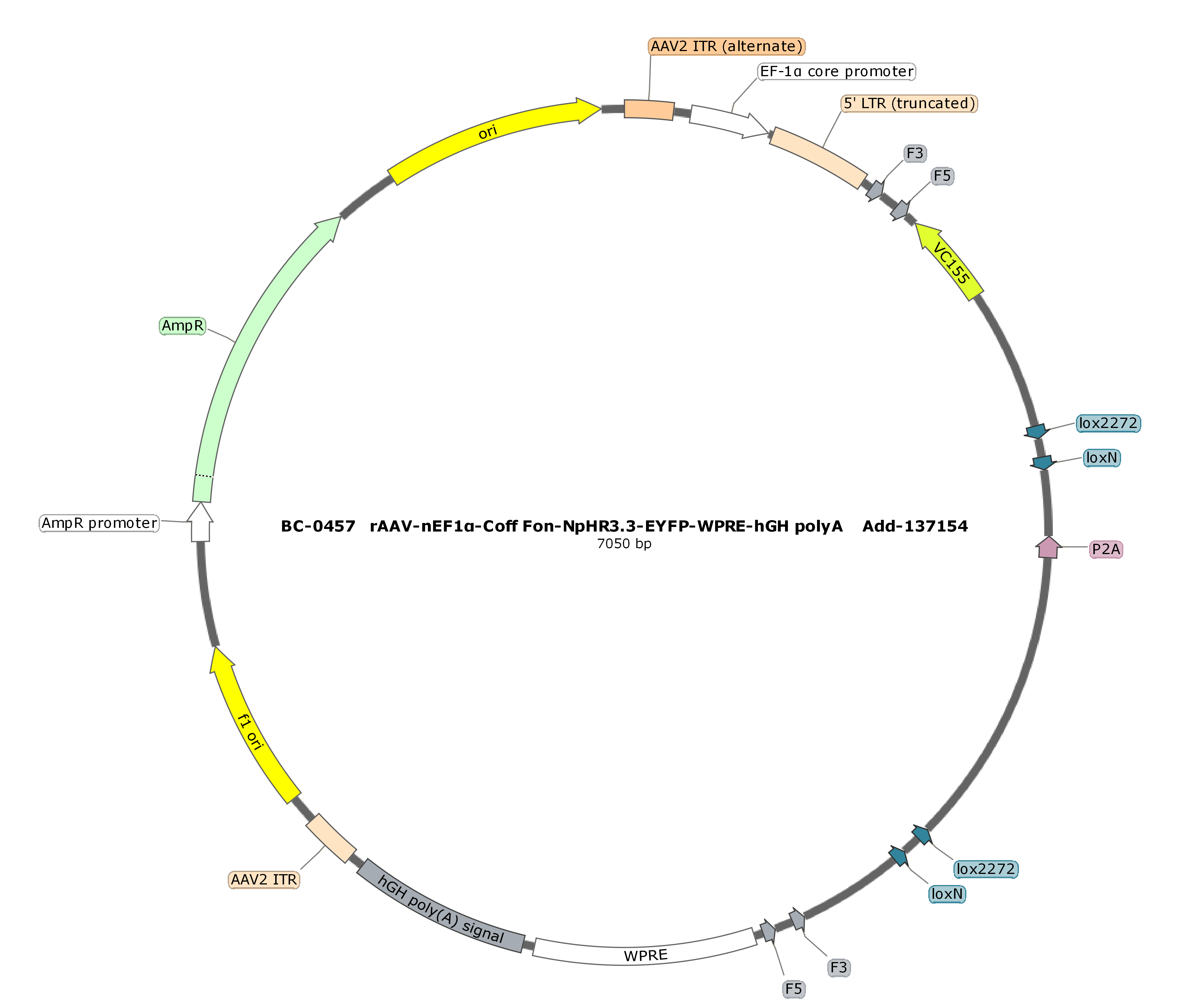 rAAV-nEF1α-Coff Fon-NpHR3.3-P2A-EYFP