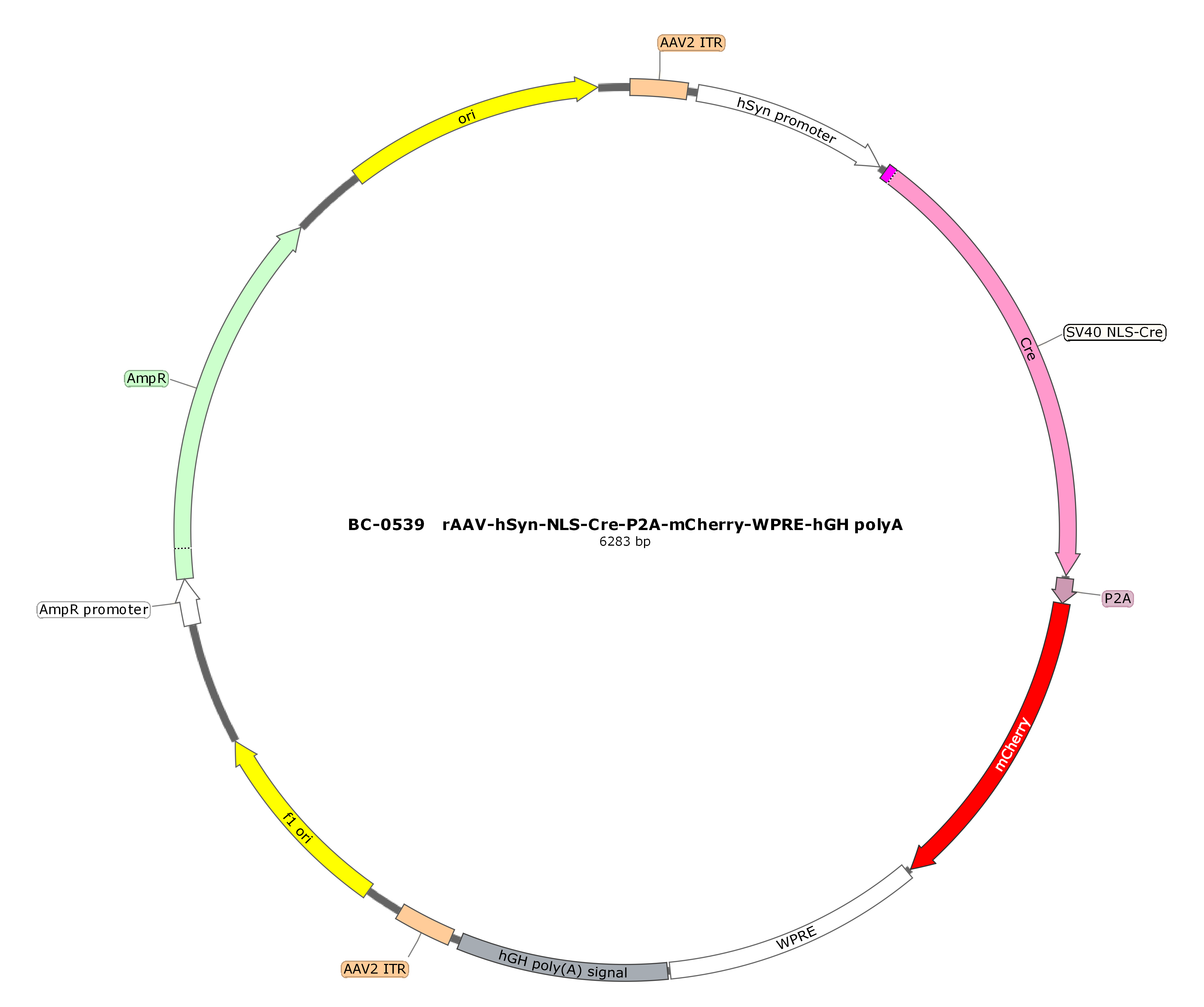 rAAV-hSyn-NLS-Cre-P2A-mCherry
