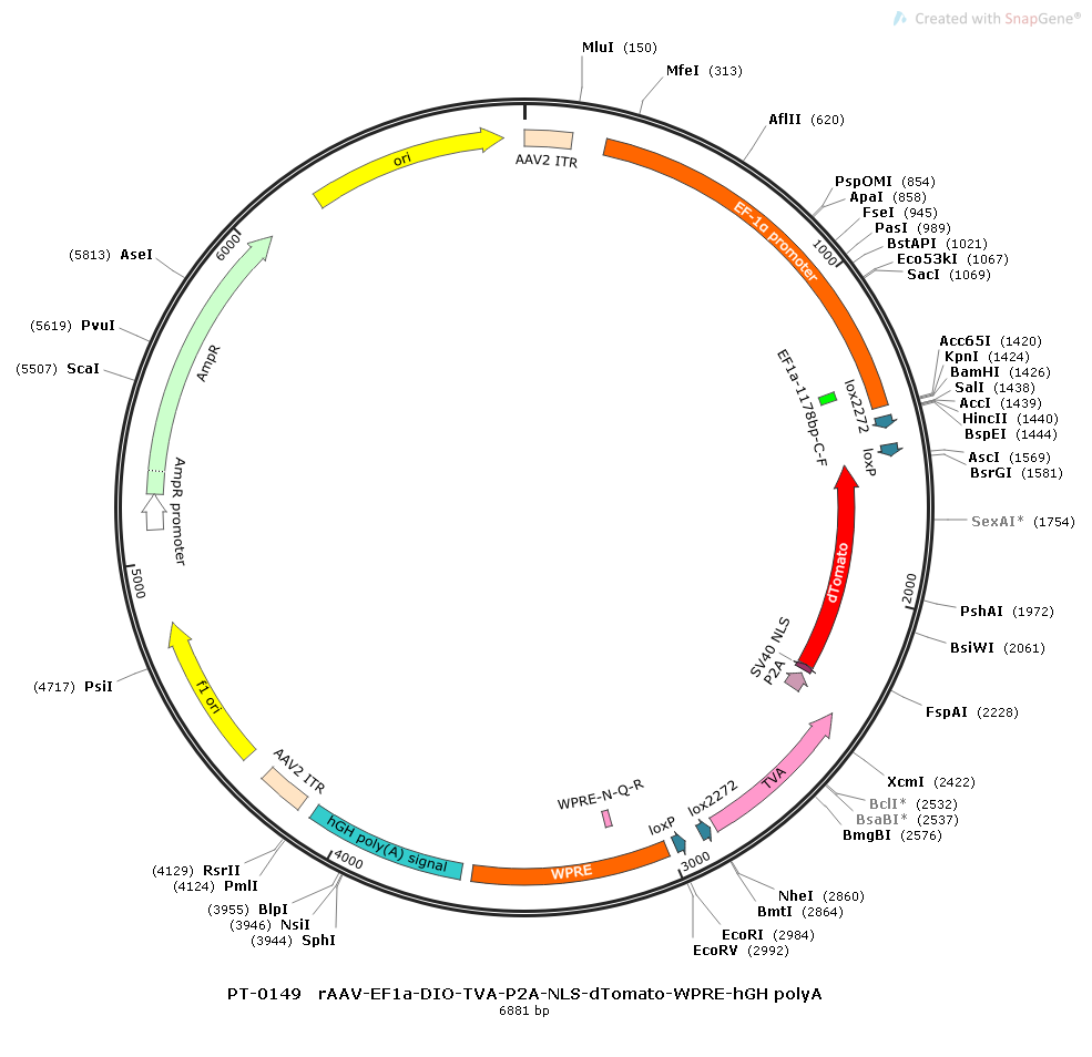 rAAV-Ef1α-DIO-TVA-P2A-NLS-dTomato-WPRE-hGH polyA
