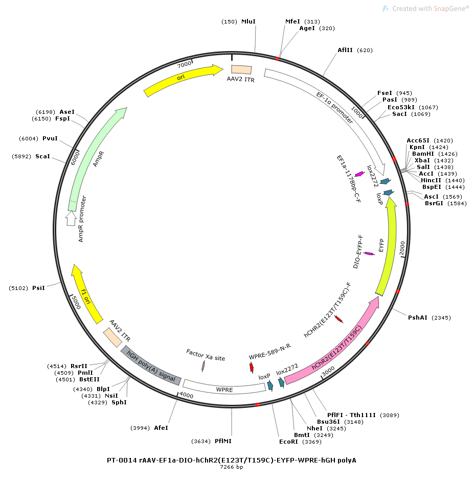 rAAV-EF1α-DIO-hChR2(E123T/T159C)-EYFP-WPRE-hGH polyA