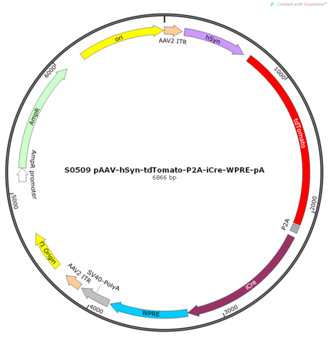 AAV2/9-hSyn-tdTomato-P2A-iCre-WPRE-pA