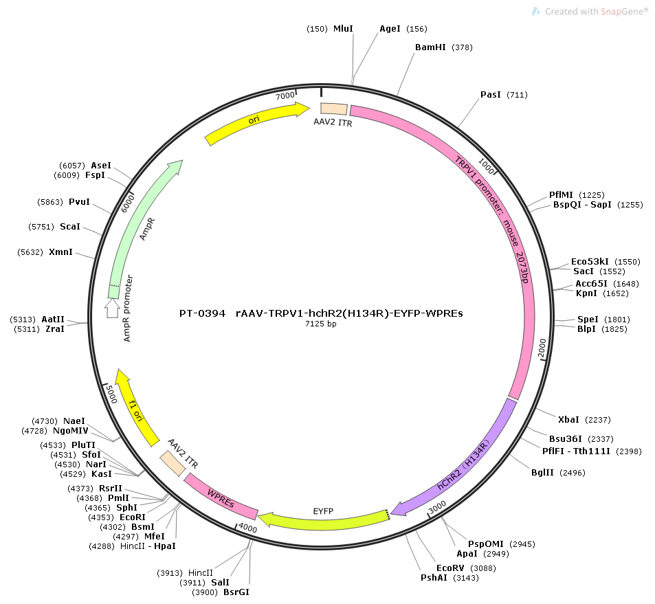 rAAV-TRPV1-hChR2(H134R)-EYFP-WPREs