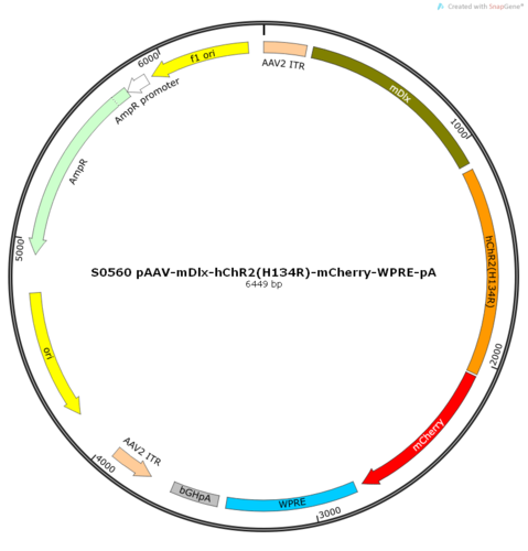 AAV2/9-mDlx-hChR2(H134R)-mCherry-ER2-WPRE-pA