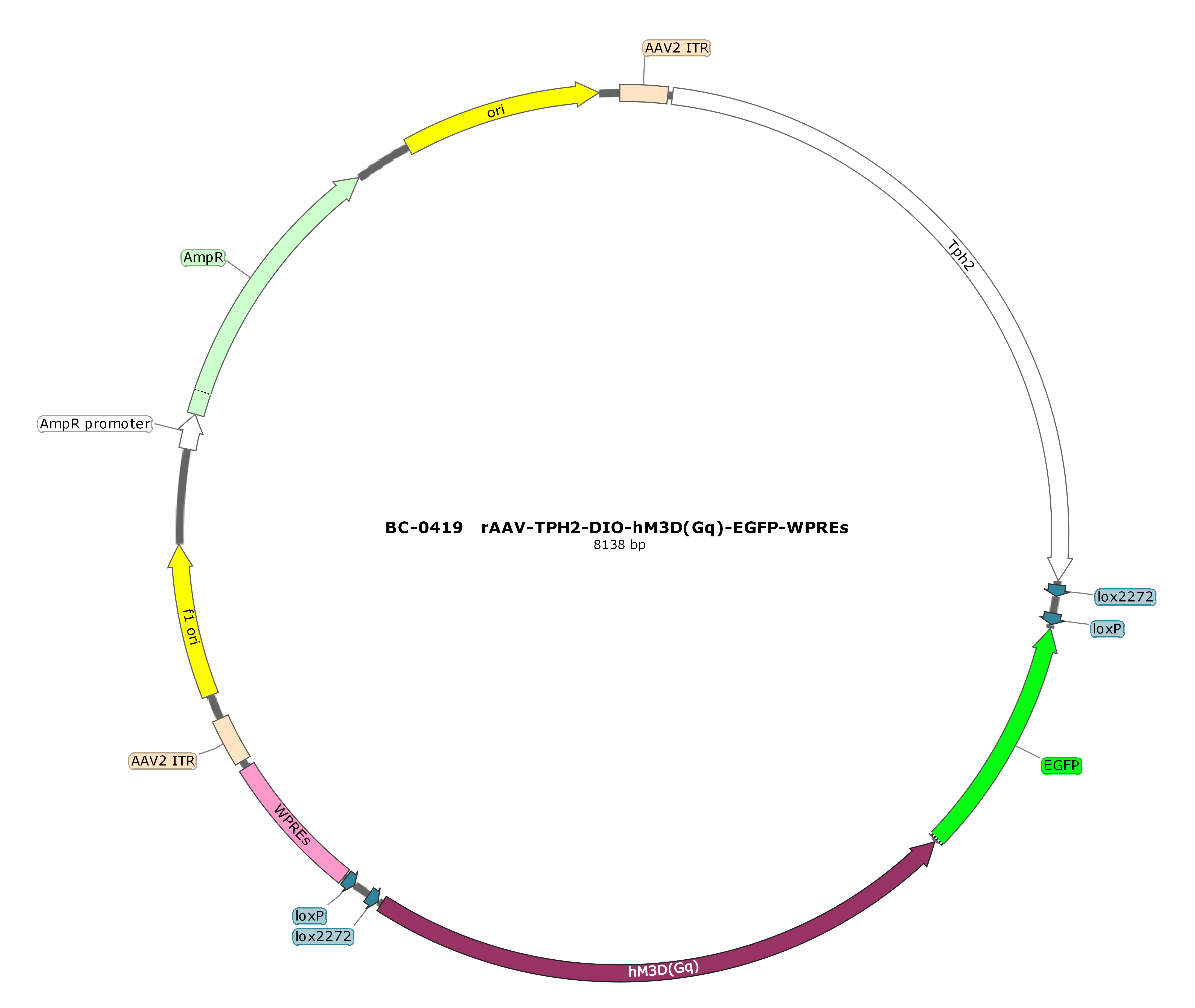 rAAV-Tph2-DIO-hM3D(Gq)-EGFP