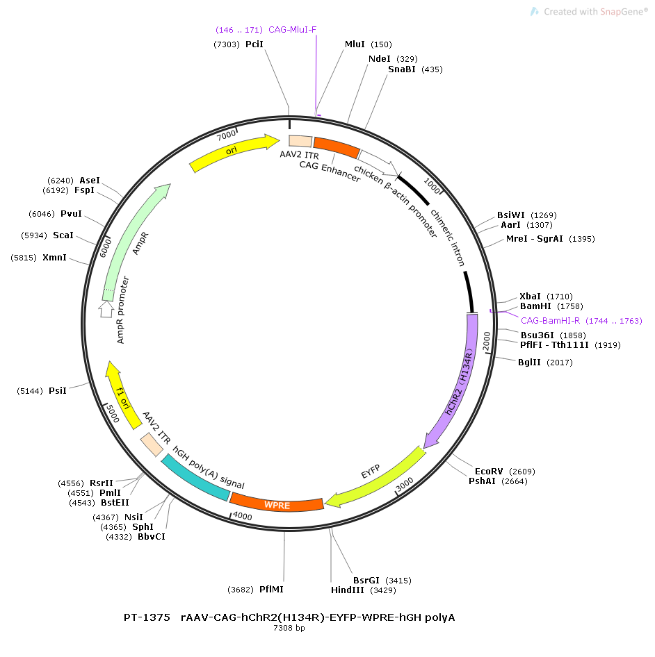 rAAV-CAG-hChR2(H134R)-EYFP-WPRE-hGH polyA