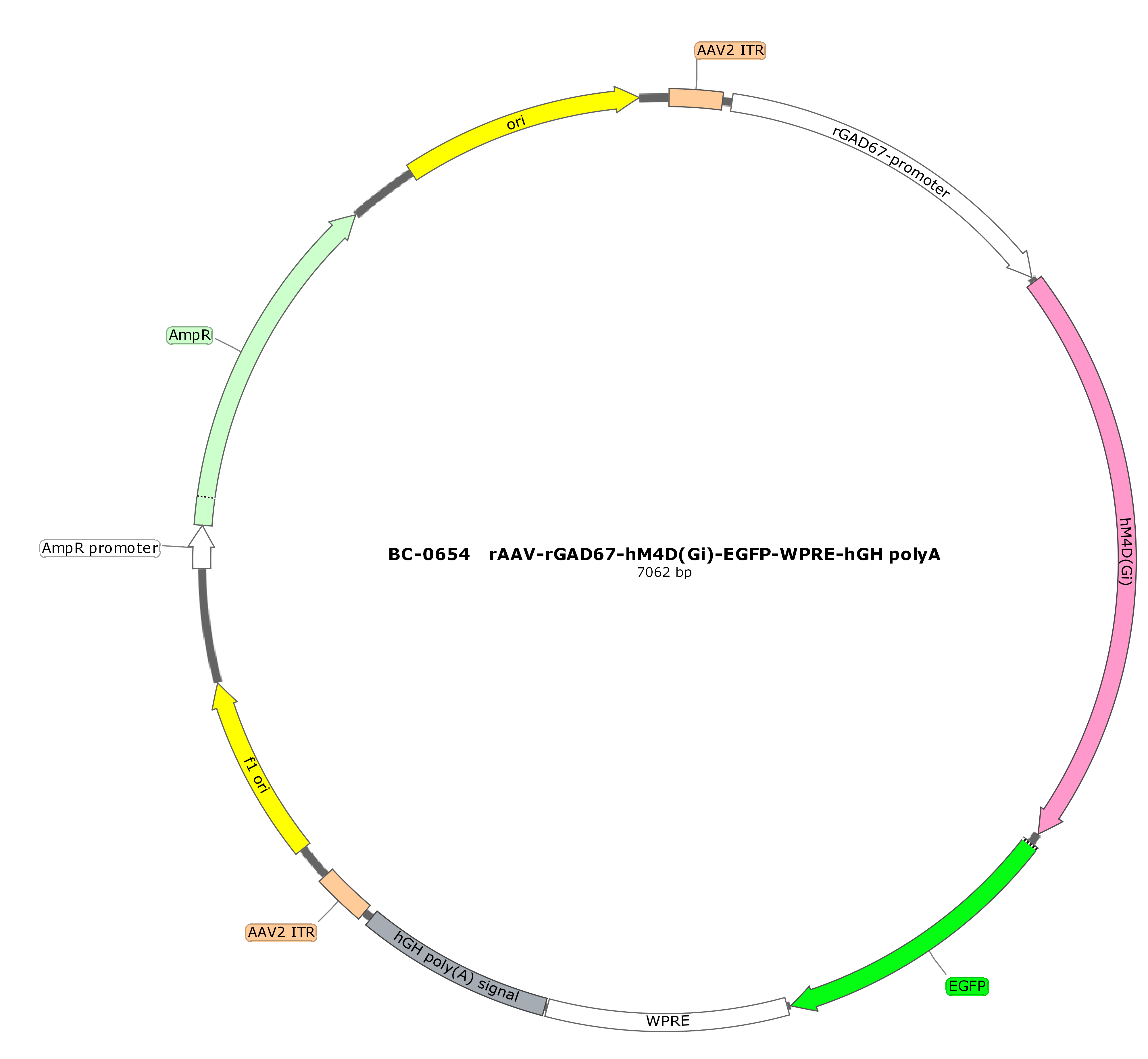 rAAV-rGAD67-hM4D(Gi)-EGFP