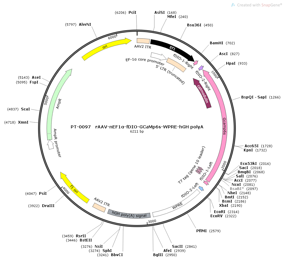 rAAV-nEF1α-fDIO-GCaMp6s-WPRE-hGH polyA