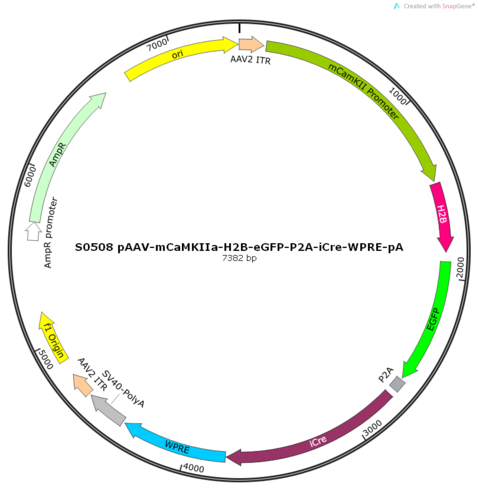 AAV2/9-mCaMKIIa-H2B-eGFP-P2A-iCre-WPRE-pA